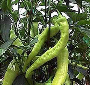 Diablo Grande Peppers