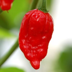 Dorset Naga Pepper