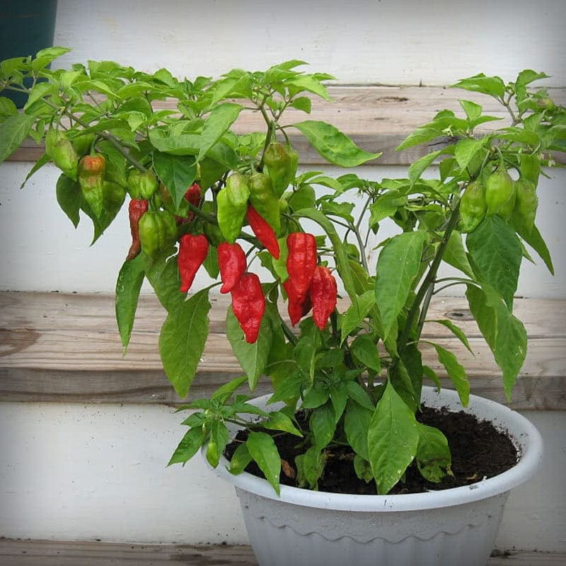 Red Cayenne Jalapeno Habanero 4 Hot Peppers Some Like it HOT Garden Kit Save 25/% Ghost Pepper Bhut Jolokia