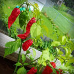 Ghost Pepper Plant