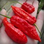 Ghost Peppers