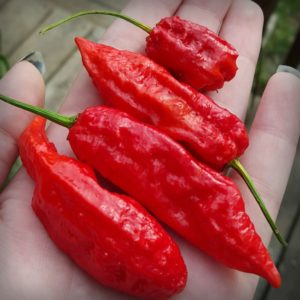 Ghost Peppers