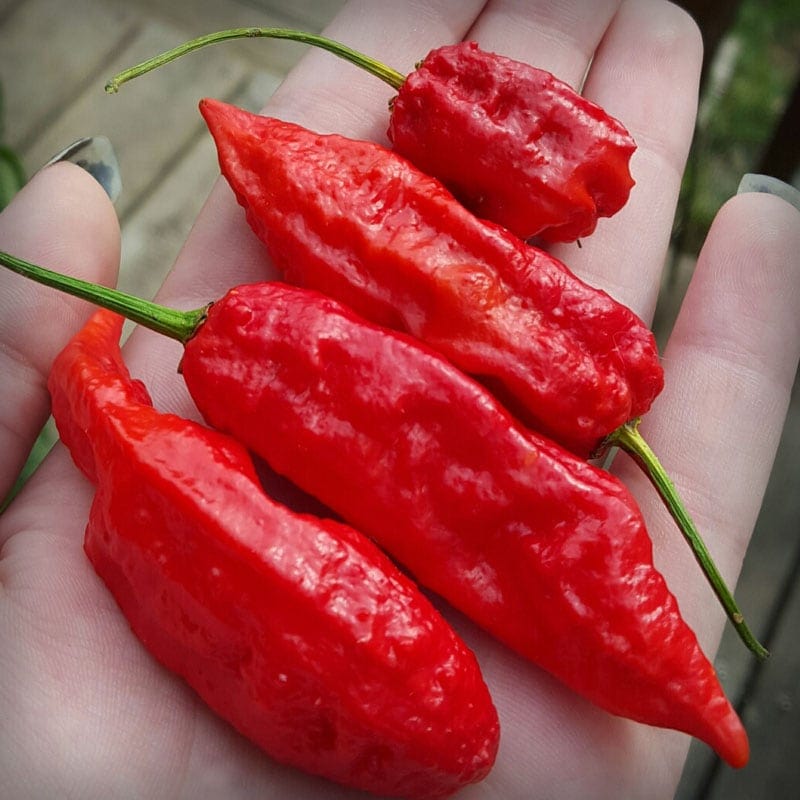 Piment Bhut Jolokia