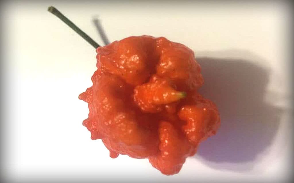 Ed Currie, creator of the Carolina Reaper, is working on an even hotter variety