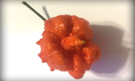 Ed Currie, creator of the Carolina Reaper, is working on an even hotter variety