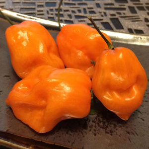 Habanero Orange Peppers