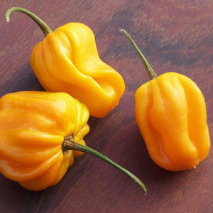 Habanero Yellow (Golden) Peppers