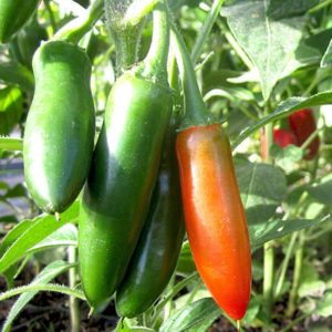 Hidalgo Chili Pepper