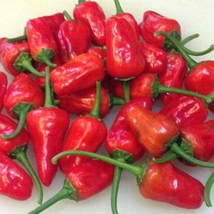 Hinkelhatz Peppers