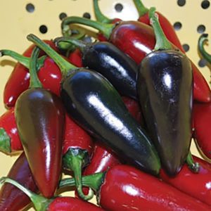 Hungarian Black Pepper