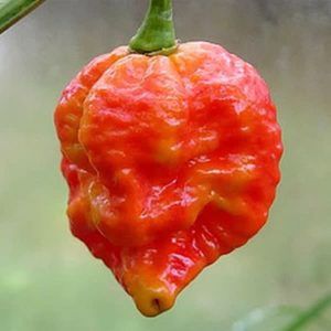 Infinity Chilli Pepper