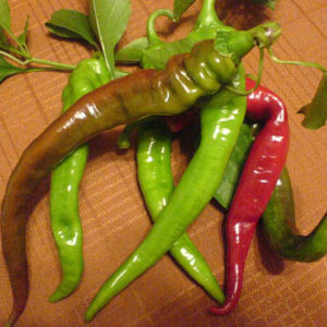 Italian Long Hots Pepper