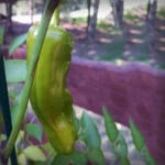 Italian Pepperoncini Pepper