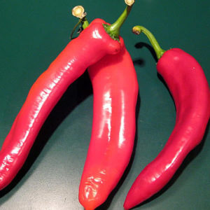 Italian Sweet Pepper