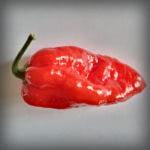 Komodo Dragon Chilli