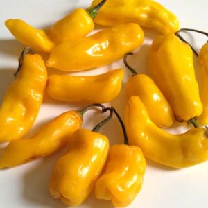 Madame Jeanette (Surinam Yellow or Red) Peppers