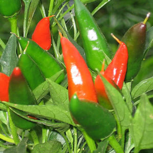 Mirasol Chile Pepper