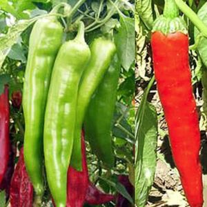Types Of Peppers Chart