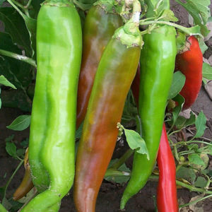 NuMex Big Jim Peppers