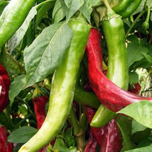 NuMex Heritage 6-4 Pepper