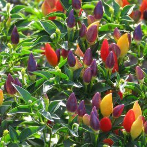 NuMex Twilight Peppers