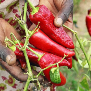 Paprika Supreme Peppers