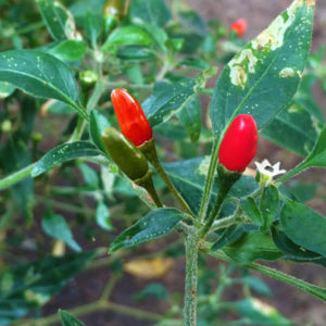 Pequin Pepper