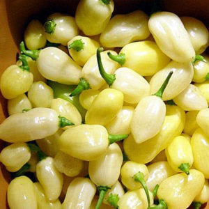 Peruvian White Habanero Peppers