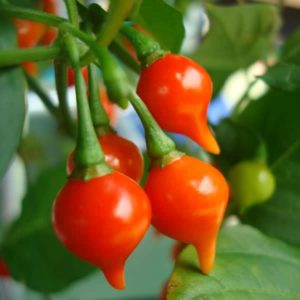 Pimenta Biquinho Pepper