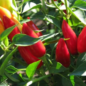 Purira Pepper