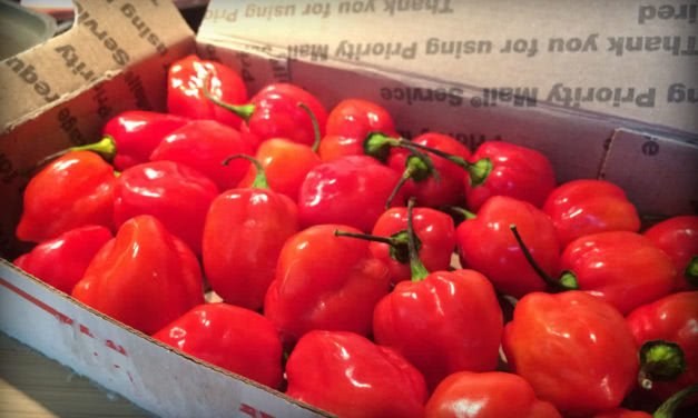 The hottest peppers in the world shipped to you!