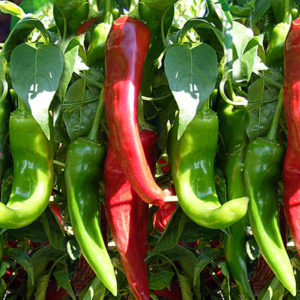 Sandia Peppers