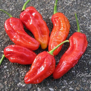 Spanish Naga Pepper