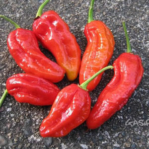 Spanish Naga Pepper