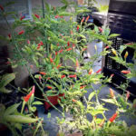 Tabasco Pepper Plant