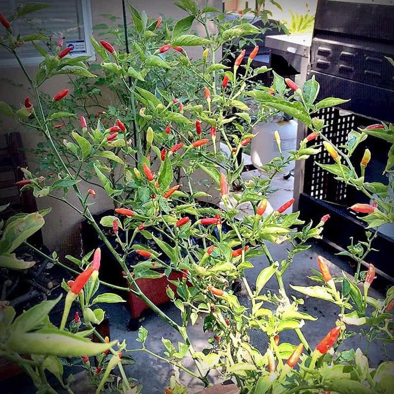 Tabasco Pepper - Cayenne