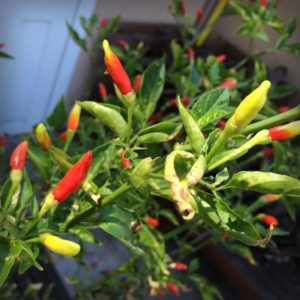 Tabasco Peppers