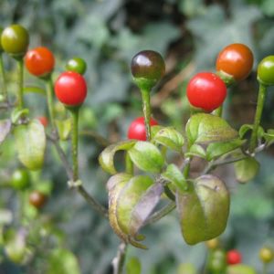 Tepin Peppers