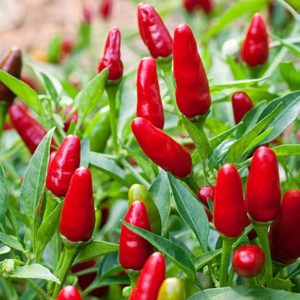 Thai Ornamental Peppers