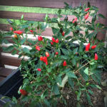 Thai Sun hot pepper