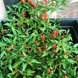 Thai Sun Pepper