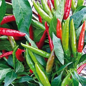 Thai Super Chili