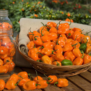 TigerPaw NR Habanero Peppers