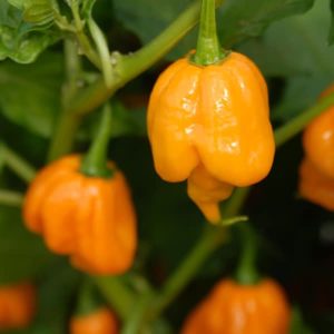 Trinidad Scorpion CARDI Peppers