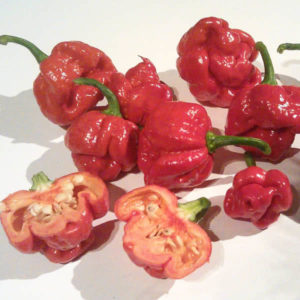 Trinidad Moruga Scorpion Pepper