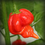 Trinidad Scorpion Butch T