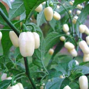 White Bullet Habanero Peppers