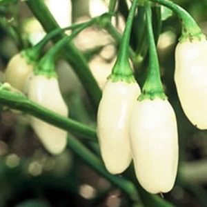 Yucatan White Habanero Peppers