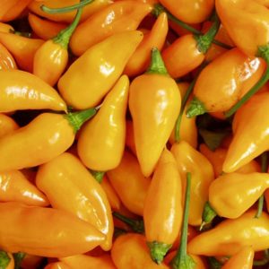 Datil Peppers